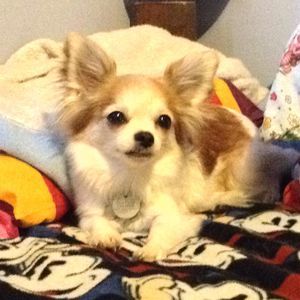 Meet your Posher, Darice